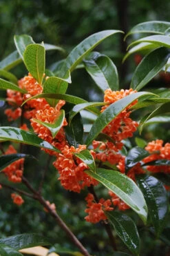 'Beni Kin Mokusei' Red Flowering Tea Olive - 3 Gallon Pot