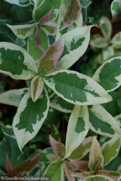 Pink Flush Variegated Tea Olive (Osmanthus Fragrans 'Yinbi Shuanghui')- 3 Gallon Pot