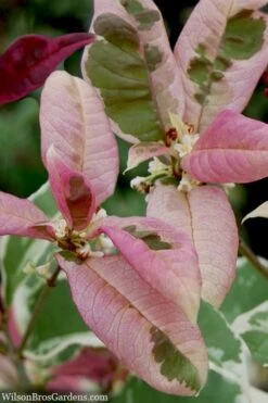 Pink Flush Variegated Tea Olive (Osmanthus Fragrans 'Yinbi Shuanghui') - 2 Gallon Pot 13 Pink Flush Variegated Tea Olive (Osmanthus Fragrans 'Yinbi Shuanghui') - 2 Gallon Pot -Plant Discount Store osmanthus frangrans yinbi shuangui variegated tea olive 10