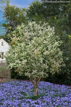 Pink Flush Variegated Tea Olive (Osmanthus Fragrans 'Yinbi Shuanghui') - 3 Gallon Pot 13 Pink Flush Variegated Tea Olive (Osmanthus Fragrans 'Yinbi Shuanghui') - 3 Gallon Pot -Plant Discount Store osmanthus frangrans yinbi shuangui variegated tea olive 8 1