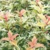 Goshiki Osmanthus (Variegated False Holly) - 5 Gallon Pot 1 Goshiki Osmanthus (Variegated False Holly) - 5 Gallon Pot -Plant Discount Store osmanthus goshiki 23 1