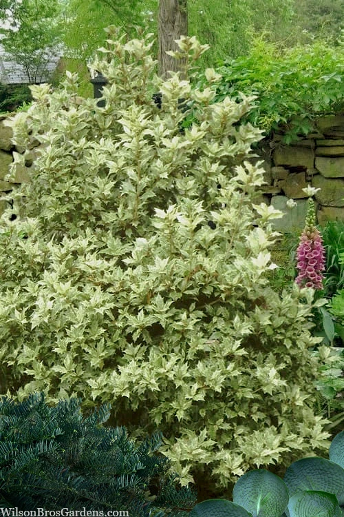 Goshiki Osmanthus (Variegated False Holly) - 2 Gallon Pot 3 Goshiki Osmanthus (Variegated False Holly) - 2 Gallon Pot