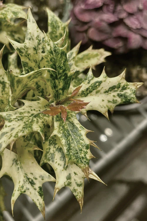 Goshiki Osmanthus (Variegated False Holly) - 2 Gallon Pot 6 Goshiki Osmanthus (Variegated False Holly) - 2 Gallon Pot - Image 4