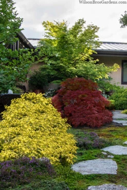 Ogon Yellow Fragrant Tea Olive (Osmanthus) - 5 Gallon Pot