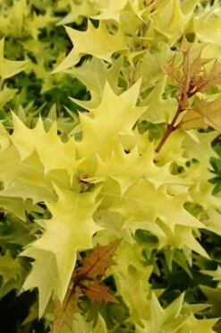 Ogon Yellow Fragrant Tea Olive (Osmanthus) - 5 Gallon Pot 10 Ogon Yellow Fragrant Tea Olive (Osmanthus) - 5 Gallon Pot -Plant Discount Store osmanthus heterophyllus ogon golden false holly tea olive 15