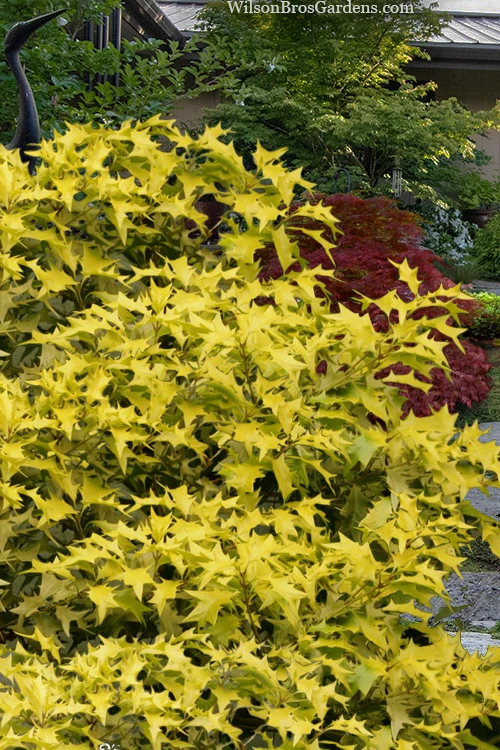 Ogon Yellow Fragrant Tea Olive (Osmanthus) - 5 Gallon Pot 7 Ogon Yellow Fragrant Tea Olive (Osmanthus) - 5 Gallon Pot - Image 5