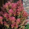 Party Lights Pink Flush Tea Olive - Osmanthus Heterophyllus - 6 Pack Of 1 Gallon Pots 2 Party Lights Pink Flush Tea Olive - Osmanthus Heterophyllus - 6 Pack Of 1 Gallon Pots -Plant Discount Store osmanthus heterophyllus party lights tea olive 102 1