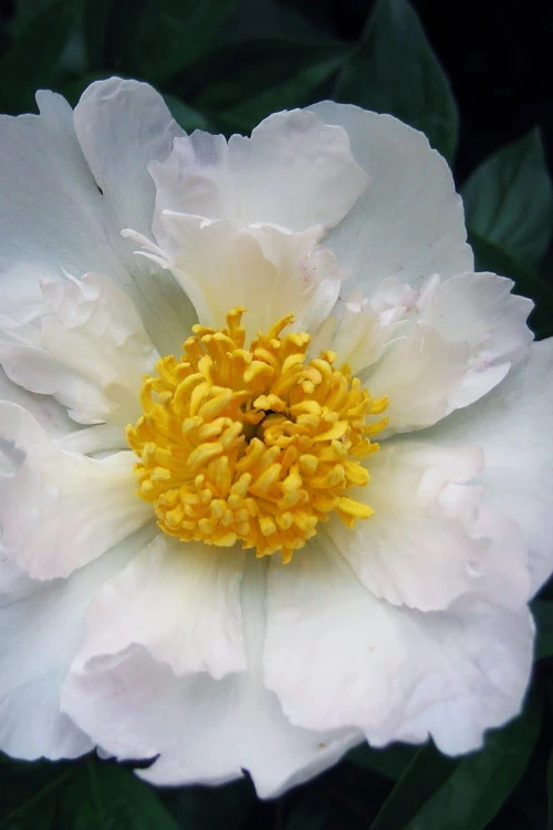 Krinkled White Peony - 1 Gallon Pot 6 Krinkled White Peony - 1 Gallon Pot - Image 4