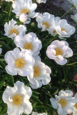 Krinkled White Peony - 1 Gallon Pot 15 Krinkled White Peony - 1 Gallon Pot -Plant Discount Store paeonia krinkled white peony 2