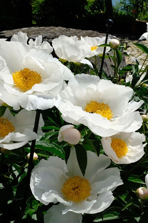 Krinkled White Peony - 1 Gallon Pot 3 Krinkled White Peony - 1 Gallon Pot
