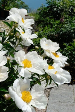 Krinkled White Peony - 1 Gallon Pot 14 Krinkled White Peony - 1 Gallon Pot -Plant Discount Store paeonia krinkled white peony 8