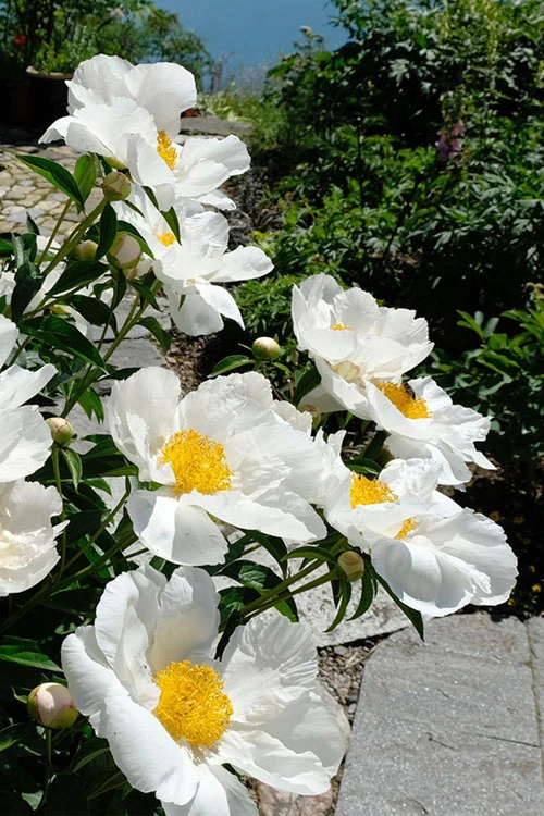 Krinkled White Peony - 1 Gallon Pot 8 Krinkled White Peony - 1 Gallon Pot - Image 6