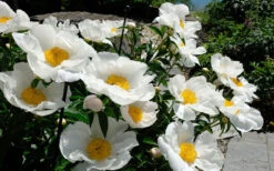 Krinkled White Peony - 1 Gallon Pot 13 Krinkled White Peony - 1 Gallon Pot -Plant Discount Store paeonia krinkled white peony 9