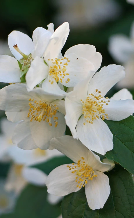 Sweet Mock Orange (Philadelphus Coronarius) - 3 Gallon Pot 3 Sweet Mock Orange (Philadelphus Coronarius) - 3 Gallon Pot