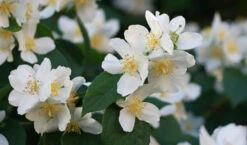 Sweet Mock Orange (Philadelphus Coronarius) - 3 Gallon Pot 12 Sweet Mock Orange (Philadelphus Coronarius) - 3 Gallon Pot -Plant Discount Store philadelphus coronarius mock orange 3