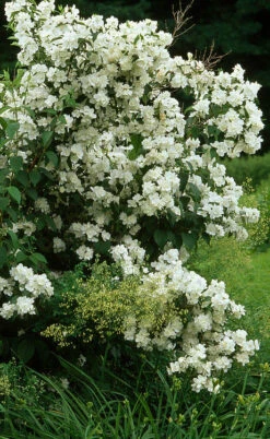 Sweet Mock Orange (Philadelphus Coronarius) - 3 Gallon Pot 13 Sweet Mock Orange (Philadelphus Coronarius) - 3 Gallon Pot -Plant Discount Store philadelphus coronarius mock orange 4