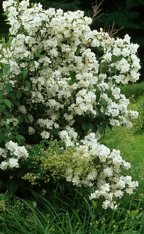 Sweet Mock Orange (Philadelphus Coronarius) - 3 Gallon Pot 7 Sweet Mock Orange (Philadelphus Coronarius) - 3 Gallon Pot - Image 5