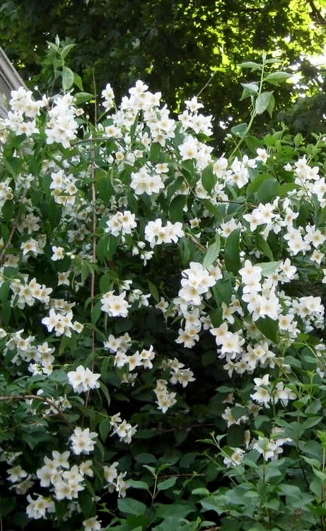 Sweet Mock Orange (Philadelphus Coronarius) - 3 Gallon Pot 9 Sweet Mock Orange (Philadelphus Coronarius) - 3 Gallon Pot - Image 7