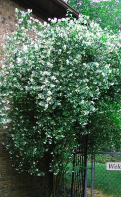 Sweet Mock Orange (Philadelphus Coronarius) - 3 Gallon Pot 14 Sweet Mock Orange (Philadelphus Coronarius) - 3 Gallon Pot -Plant Discount Store philadelphus coronarius mock orange 6