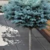 Dwarf Globe Blue Spruce Topiary Tree (Picea Pungens 'Globosa') - 5 Gallon Pot -Plant Discount Store picea pungens glauca globosa dwarf globe colorad0 blue spruce topiary tree 1
