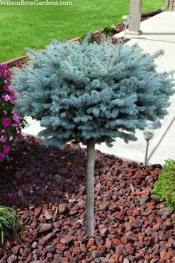 Dwarf Globe Blue Spruce Topiary Tree (Picea Pungens 'Globosa') - 5 Gallon Pot -Plant Discount Store picea pungens glauca globosa dwarf globe colorado blue spruce topiary tree 2