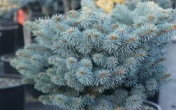 Dwarf Globe Blue Spruce Topiary Tree (Picea Pungens 'Globosa') - 5 Gallon Pot -Plant Discount Store picea pungens globosa dwarf globe blue spruce 2