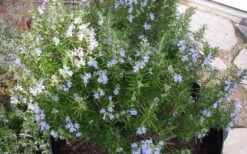 Tuscan Blue Rosemary - 1 Gallon Pot 11 Tuscan Blue Rosemary - 1 Gallon Pot -Plant Discount Store picture 8376 tuscan blue rosemary