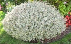 Confetti Dwarf Abelia - 3 Gallon Pot -Plant Discount Store picture abelia confetti