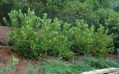 Ocala Yellow Anise (Illicium Parviflorum) - 3 Gallon Pot -Plant Discount Store picture aniseocala 2