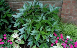 Sawtoothed Aucuba Serratifolia - 3 Gallon Pot 13 Sawtoothed Aucuba Serratifolia - 3 Gallon Pot -Plant Discount Store picture aucuba sawtoothed