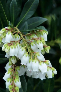 Southern Lady Pieris - 3 Gallon Pot 10 Southern Lady Pieris - 3 Gallon Pot -Plant Discount Store pieris japonica southern lady 1 1