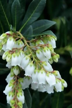 Southern Lady Pieris - 3 Gallon Pot 10 Southern Lady Pieris - 3 Gallon Pot -Plant Discount Store pieris japonica southern lady 1
