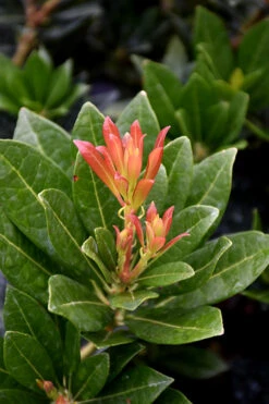 Southern Lady Pieris - 3 Gallon Pot 11 Southern Lady Pieris - 3 Gallon Pot -Plant Discount Store pieris japonica southern lady 2 1