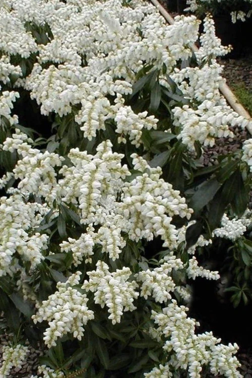 Southern Lady Pieris - 3 Gallon Pot 3 Southern Lady Pieris - 3 Gallon Pot