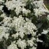 Southern Lady Pieris - 3 Gallon Pot 1 Southern Lady Pieris - 3 Gallon Pot -Plant Discount Store pieris japonica southern lady 3