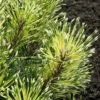 Sunshine Mugo Pine - 3 Gallon Pot 1 Sunshine Mugo Pine - 3 Gallon Pot -Plant Discount Store pinus mugo sunshine mugo pine 4 1