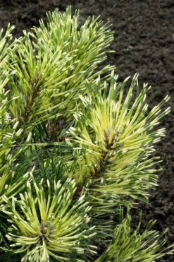 Sunshine Mugo Pine - 1 Gallon Pot
