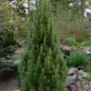 Frank's Columnar Austrian Black Pine (Pinus Nigra) - 1 Gallon Pot 2 Frank's Columnar Austrian Black Pine (Pinus Nigra) - 1 Gallon Pot -Plant Discount Store pinus nigra frank columnar austrian pine 2