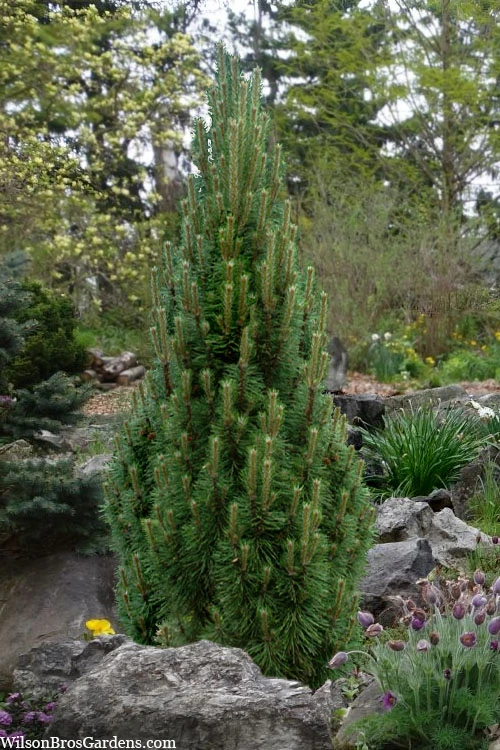 Frank's Columnar Austrian Black Pine (Pinus Nigra) - 1 Gallon Pot 3 Frank's Columnar Austrian Black Pine (Pinus Nigra) - 1 Gallon Pot