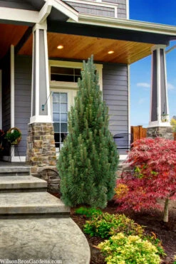 Frank's Columnar Austrian Black Pine (Pinus Nigra) - 1 Gallon Pot 9 Frank's Columnar Austrian Black Pine (Pinus Nigra) - 1 Gallon Pot -Plant Discount Store pinus nigra frank columnar austrian pine 3