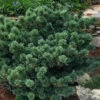 Adcock's Dwarf Japanese Pine (Pinus Parviflora) - 1 Gallon Pot -Plant Discount Store pinus parviflora adcocks dwarf japanese white pine 3