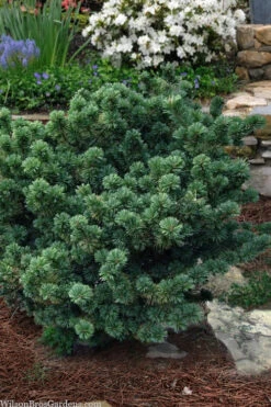 Adcock's Dwarf Japanese Pine (Pinus Parviflora) - 1 Gallon Pot