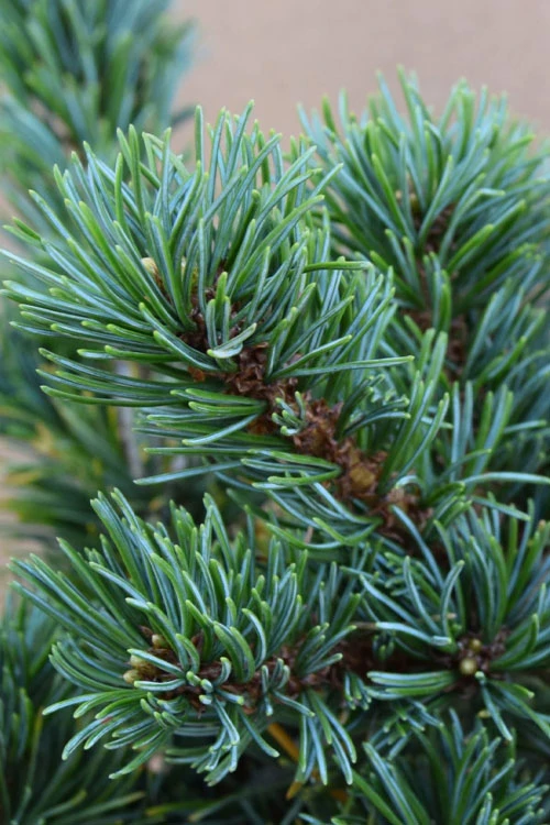 Adcock's Dwarf Japanese Pine (Pinus Parviflora) - 1 Gallon Pot 6 Adcock's Dwarf Japanese Pine (Pinus Parviflora) - 1 Gallon Pot - Image 4