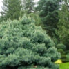 Blue Shag Eastern White Pine - 2 Gallon Pot 2 Blue Shag Eastern White Pine - 2 Gallon Pot -Plant Discount Store pinus strobus blue shag eastern white pine 11