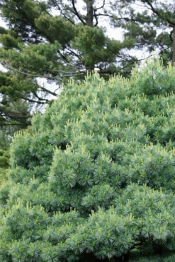 Blue Shag Eastern White Pine - 2 Gallon Pot -Plant Discount Store pinus strobus blue shag eastern white pine 12