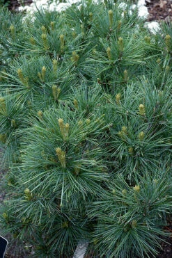 Blue Shag Eastern White Pine - 2 Gallon Pot -Plant Discount Store pinus strobus blue shag eastern white pine 13