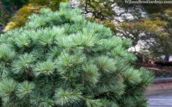Blue Shag Eastern White Pine - 2 Gallon Pot -Plant Discount Store pinus strobus blue shag eastern white pine 3