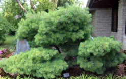 Blue Shag Eastern White Pine - 2 Gallon Pot -Plant Discount Store pinus strobus blue shag eastern white pine 4