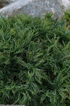 Mini Twist Dwarf Eastern White Pine - 2 Gallon Pot 13 Mini Twist Dwarf Eastern White Pine - 2 Gallon Pot -Plant Discount Store pinus strobus mini twist eastern white pine 4