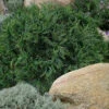 Mini Twist Dwarf Eastern White Pine - 2 Gallon Pot -Plant Discount Store pinus strobus mini twist eastern white pine 5